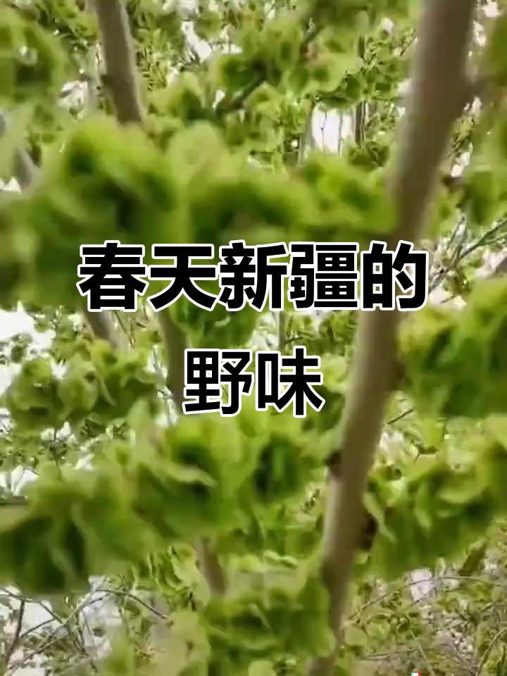 新疆春天的野菜大赏,鱼钱、苜蓿和蒲公英都来了!