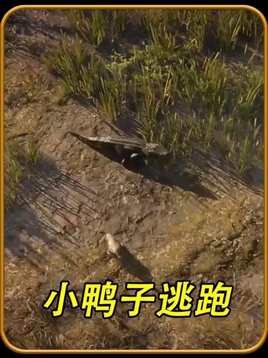聪明的小鸭子逃脱