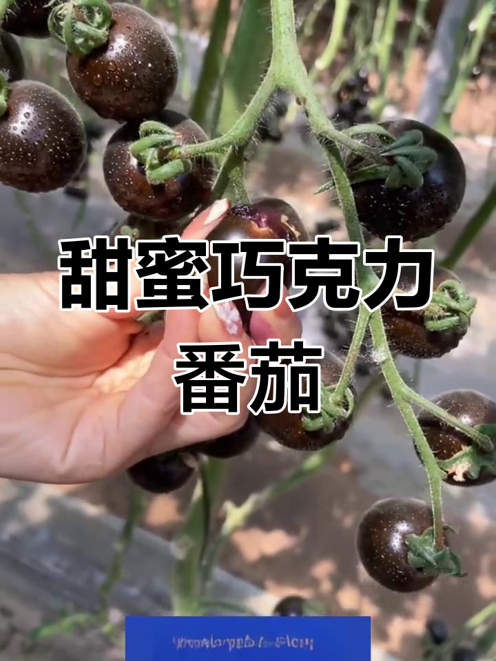 紫黑巧克力番茄,甜美又可爱,阳台盆栽轻松种植