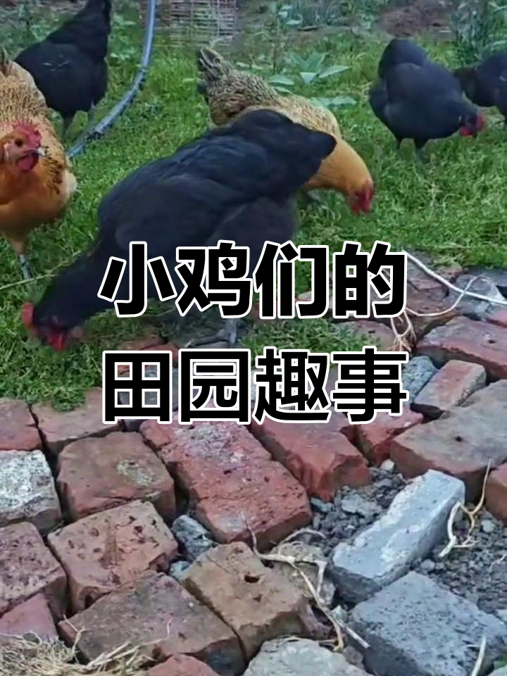 澳洲黑鸡与小土鸡的田园生活,共同成长的故事