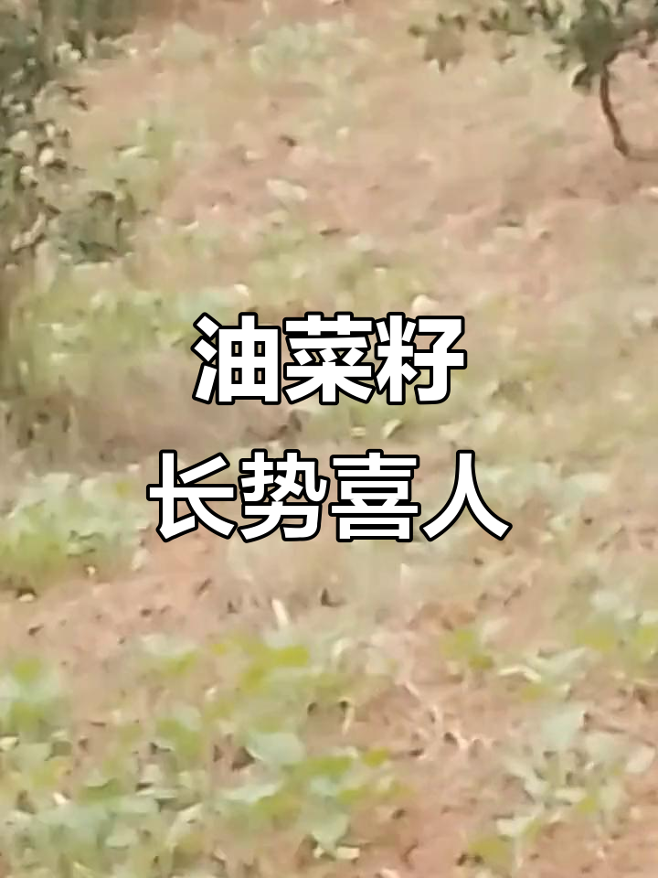 油菜籽生长情况良好,值得期待