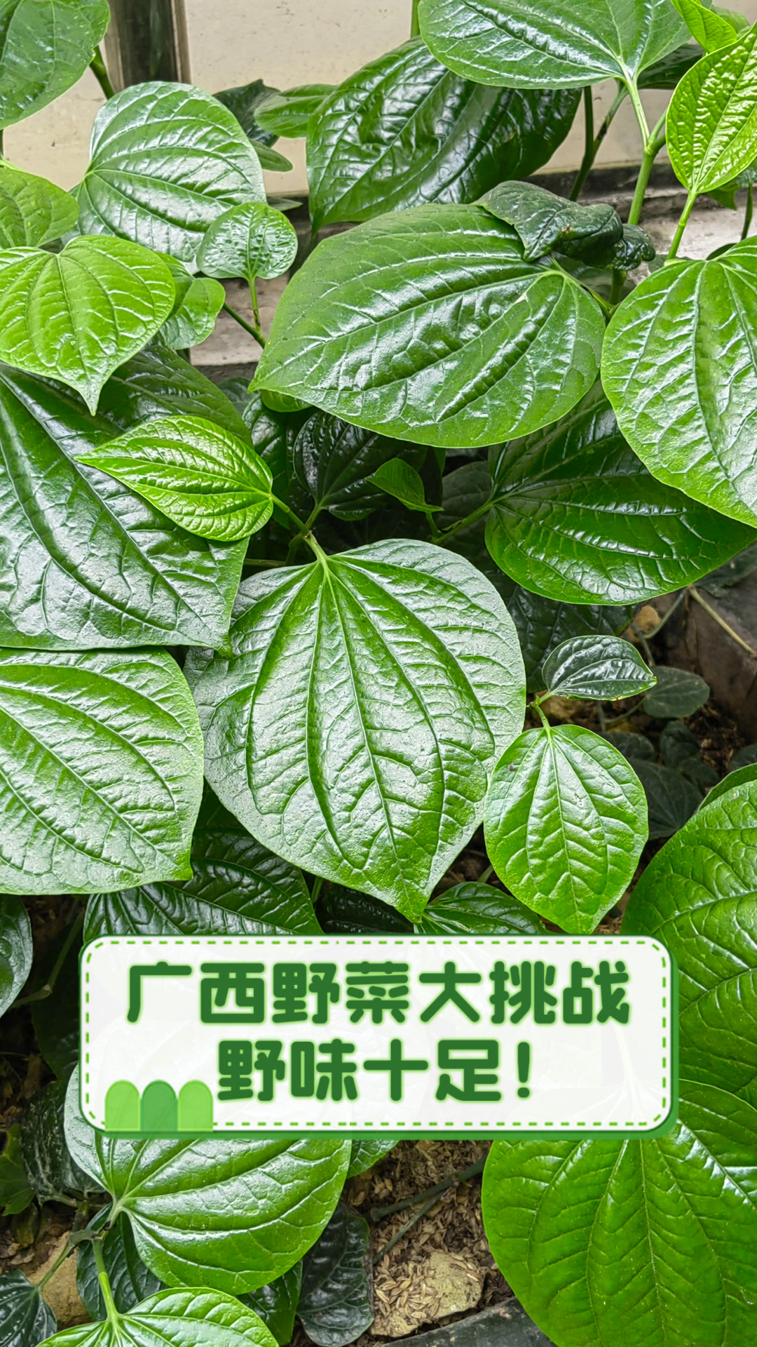 广西野菜大挑战,野味十足!