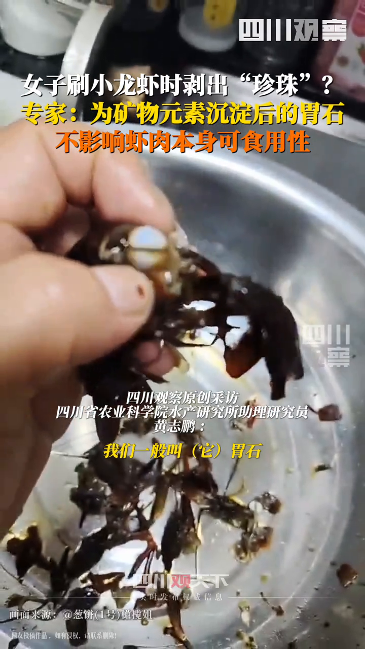 女子吃小龙虾竟剥出多颗珠子 专家:体内的胃石不能食用