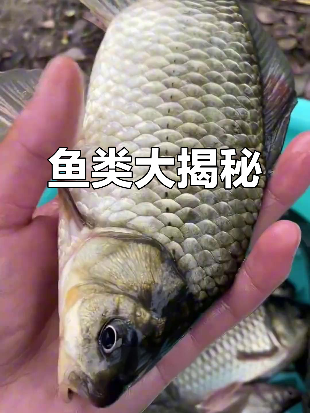 40种常见食用鱼，价格揭秘！