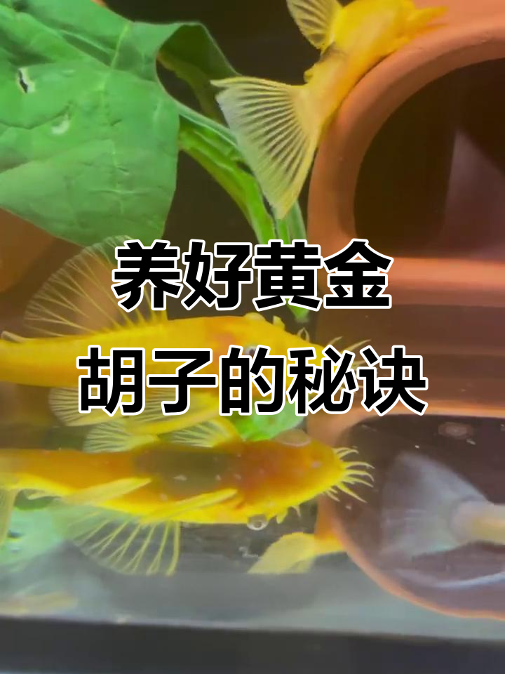 黄金胡子不吃荤，素食才是王道