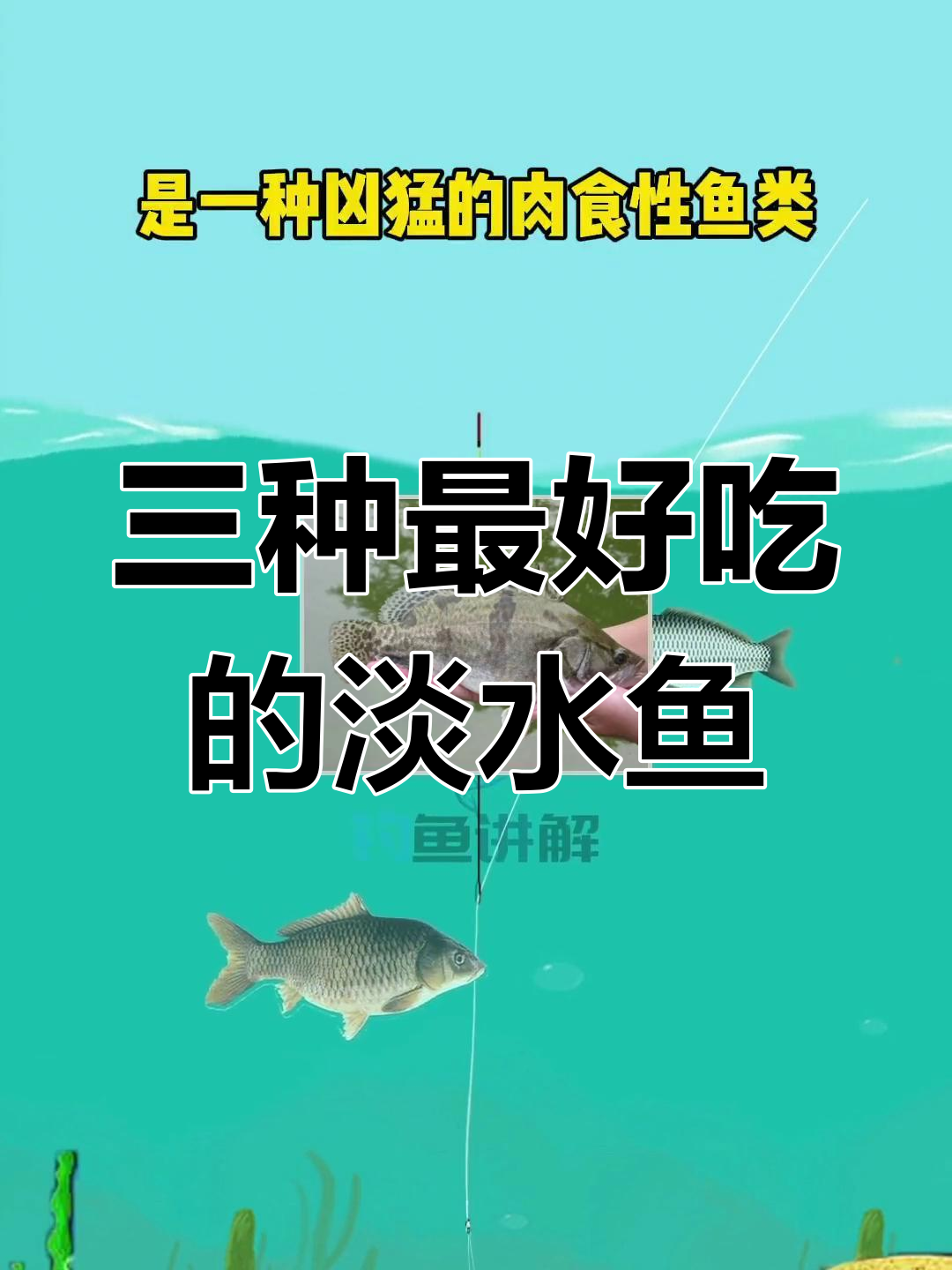 钓鱼人必试的三种美味淡水鱼