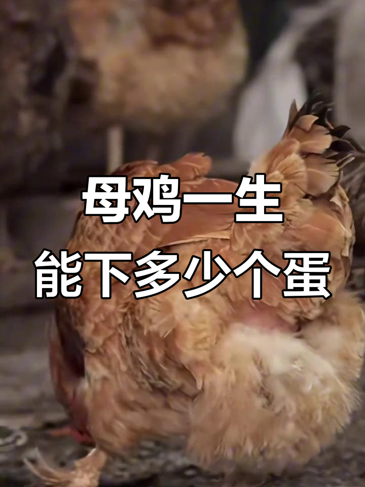 一只母鸡能产多少蛋?揭秘自然界的生育奇迹