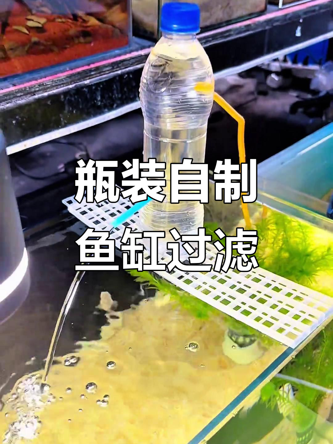 用矿泉水瓶打造简易鱼缸循环系统,轻松实现水体净化