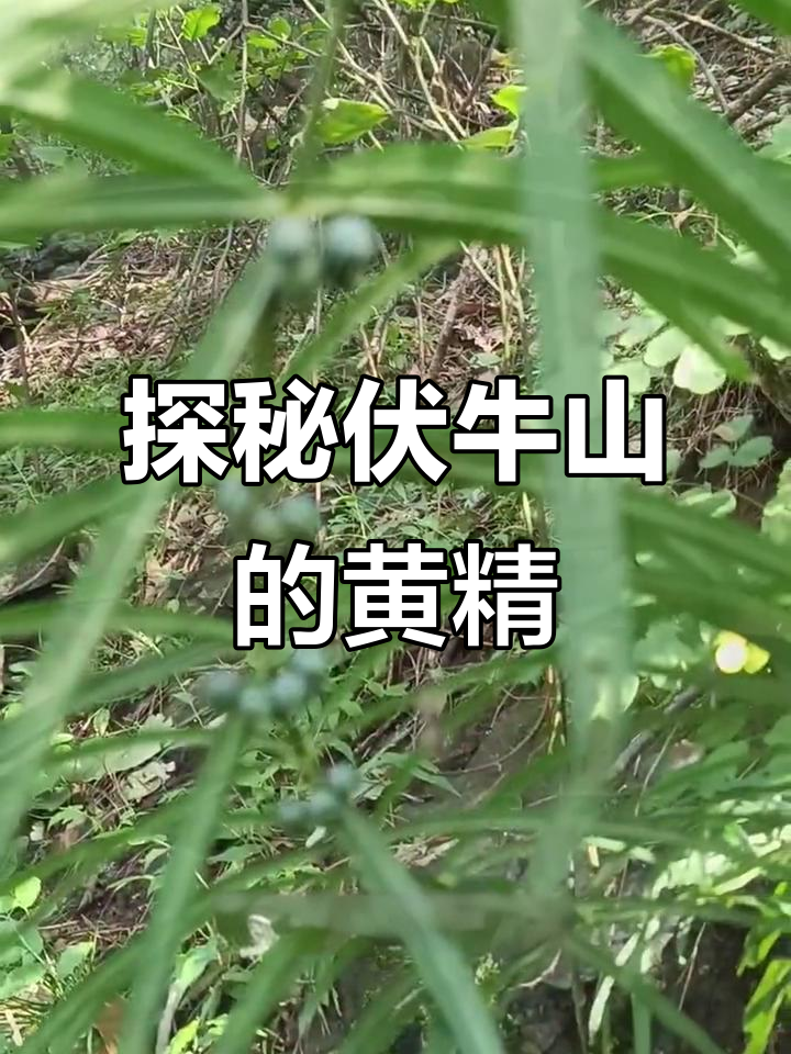 伏牛山细叶黄精的秘密:从鸡头黄金到阴阳花的生长之旅