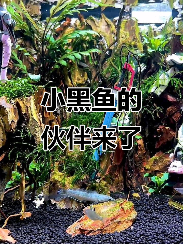小黑鱼有了新朋友,雷龙能否共处一缸?