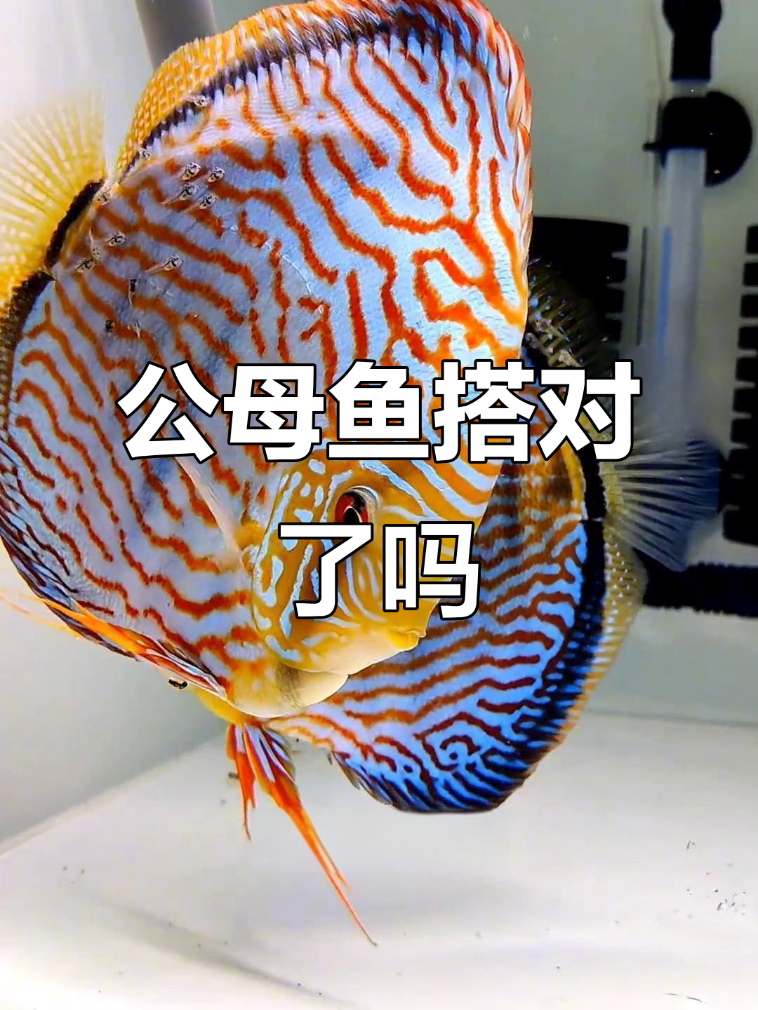 七彩神仙鱼公母搭配，模范丈夫被欺负