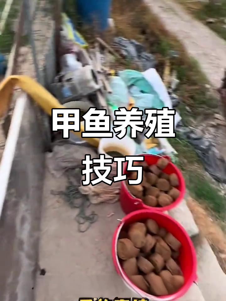 养甲鱼的秘密:如何避免常见问题,提高效益