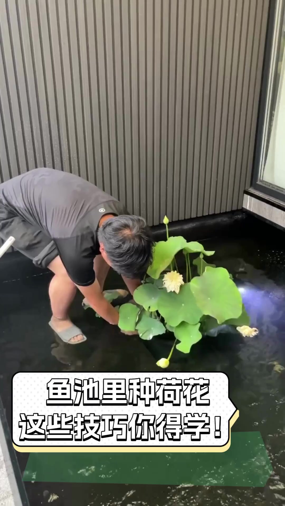 鱼池里种荷花,这些技巧你得学!