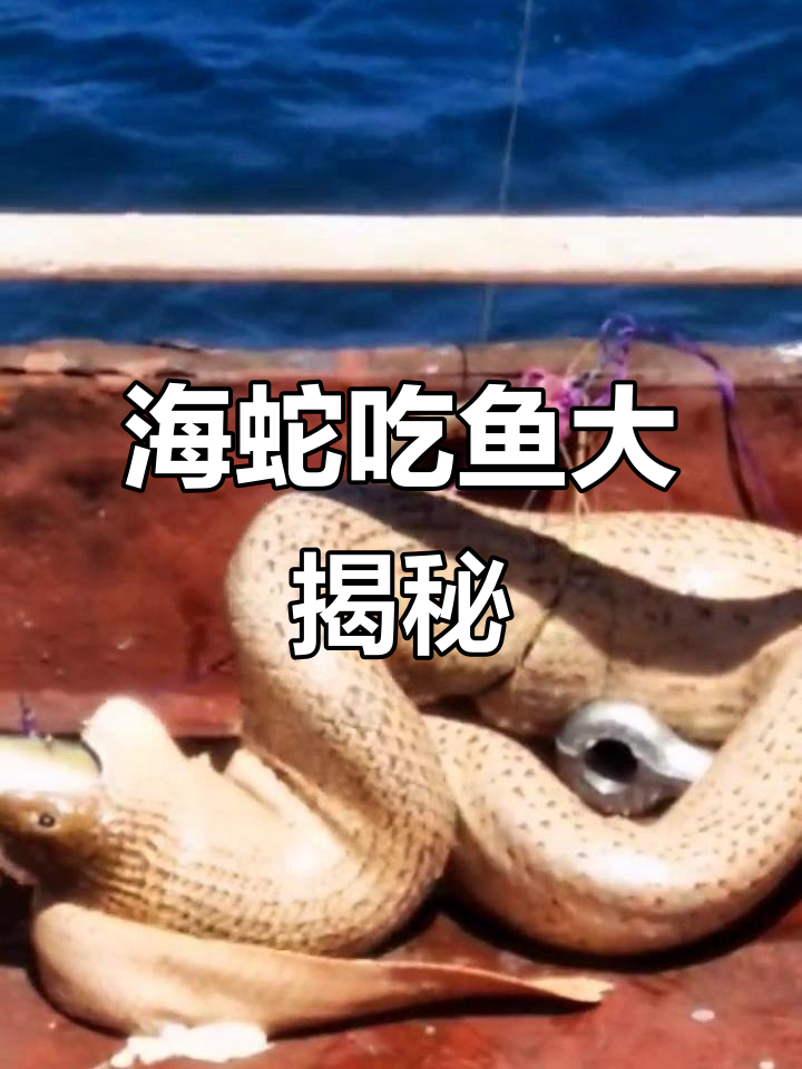海蛇捕食鱼,竟然这么猛!第一次见吧