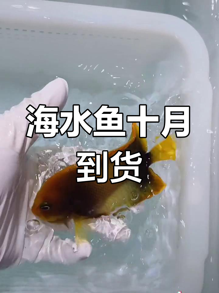 10月海水鱼到货分享:加纳蝶、西飞仙等品种