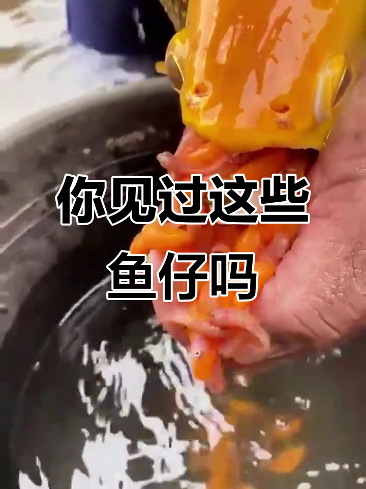 各种鱼类生崽大揭秘,鲨鱼、海马到娃娃鱼的奇妙过程