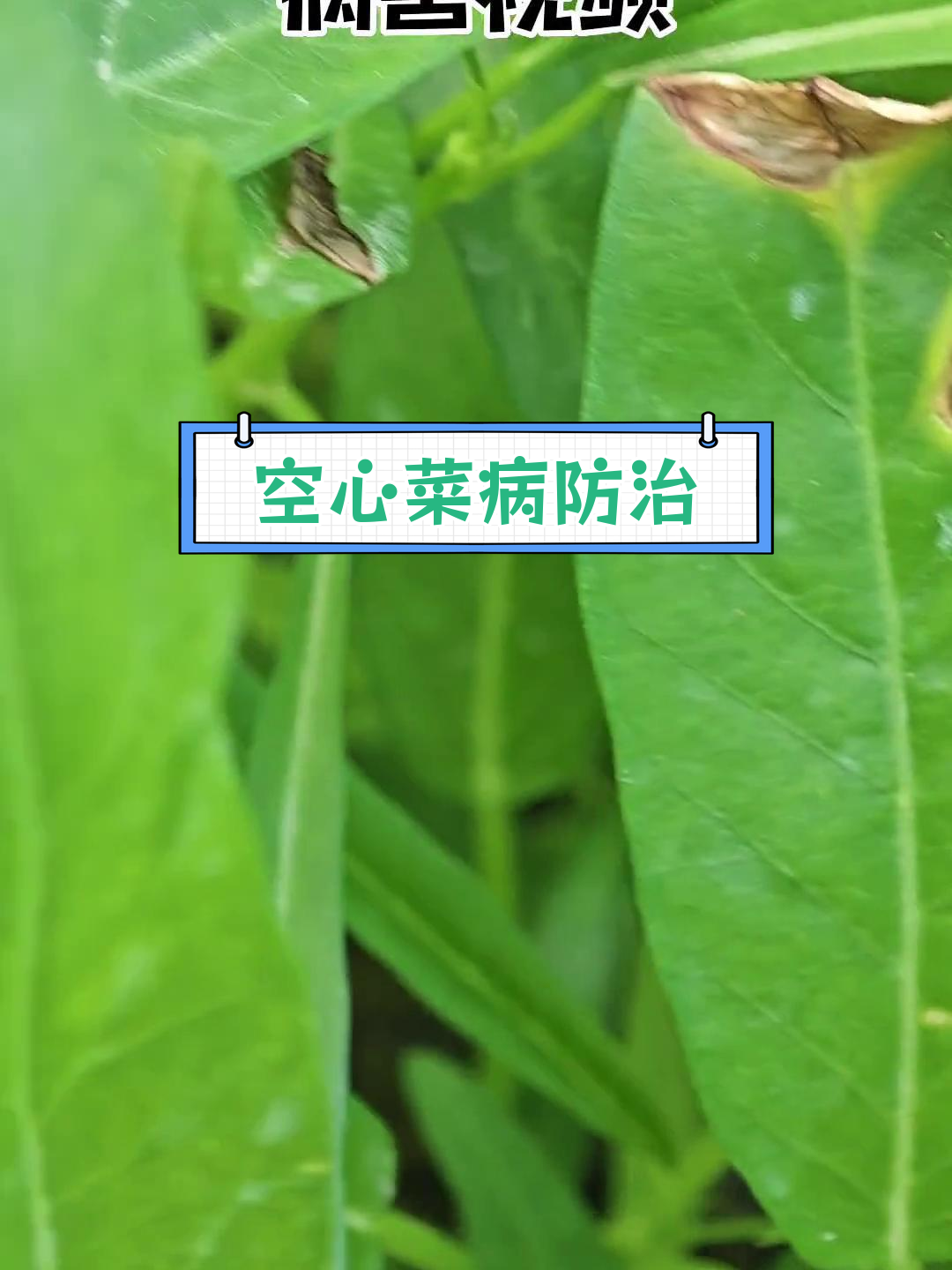 空心菜常见病害及治疗方法