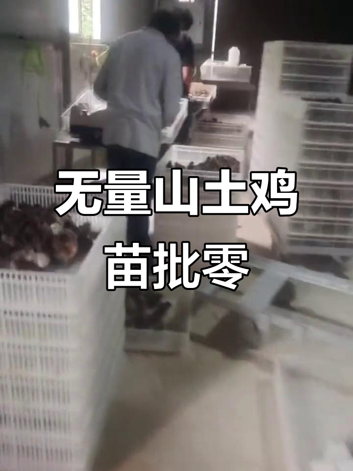 云南无量山优质土鸡苗批发零售,健康小鸡仔等你带回家