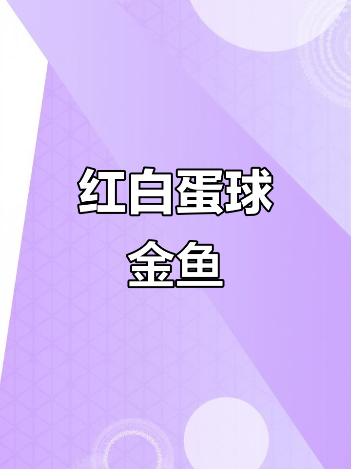 美丽红白蛋球金鱼,国粹魅力尽显