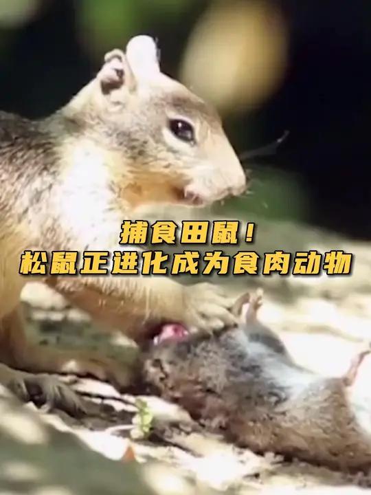杀手崛起!科学家拍摄到加州地松鼠在捕食田鼠,松鼠正在从“食谷动物”进化成为食肉动物?