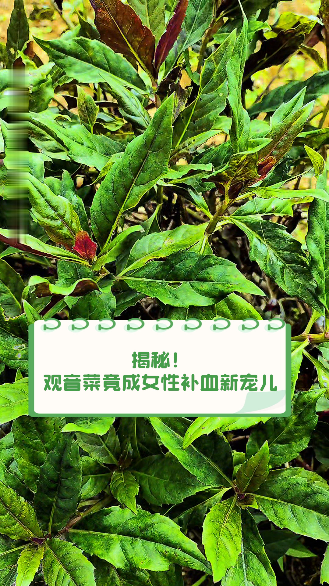 揭秘!观音菜竟成女性补血新宠儿