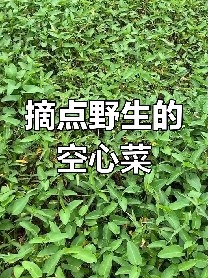 野生空心菜大丰收,我的小菜园初具雏形