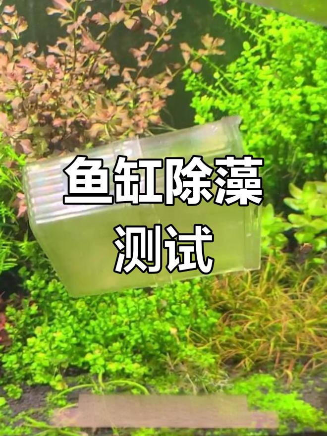 黑壳虾与大番胡子清理草缸,效果惊人!