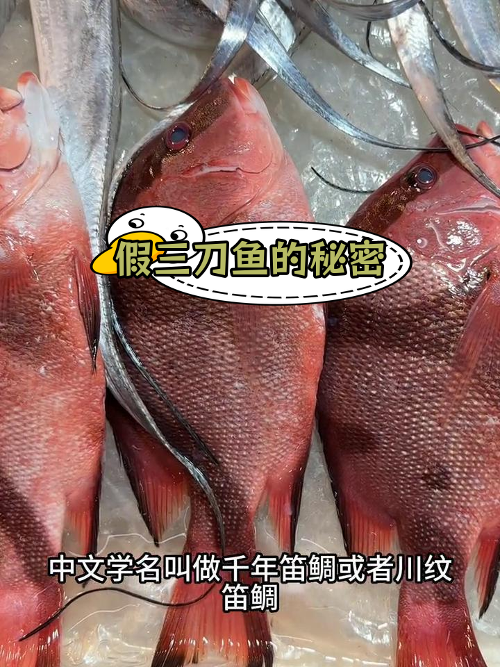 红三刀鱼:神秘的海底美味