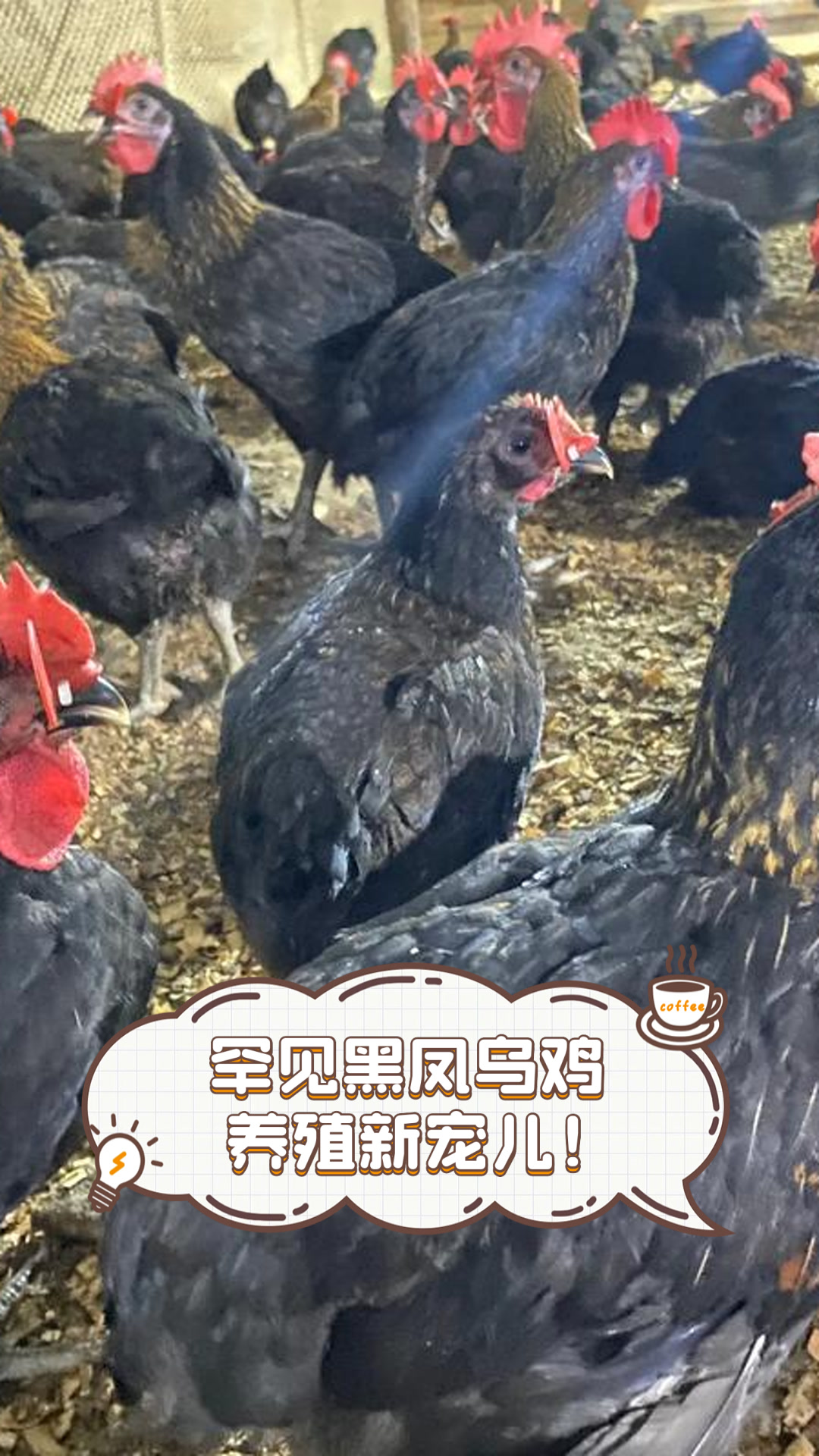 罕见黑凤乌鸡，养殖新宠儿！