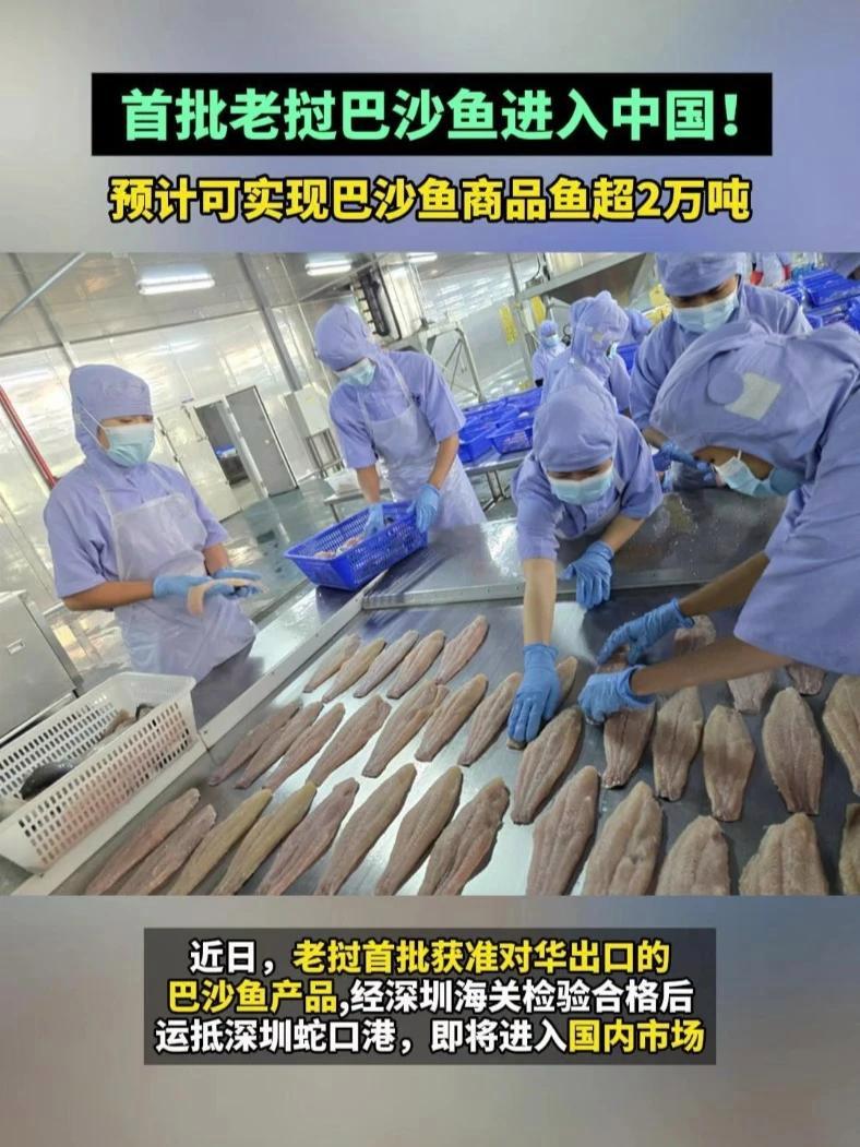 首批老挝巴沙鱼进入中国!来自老挝占巴塞省孔县湄公河巴沙鱼产业园,预计可实现巴沙鱼商品鱼超2