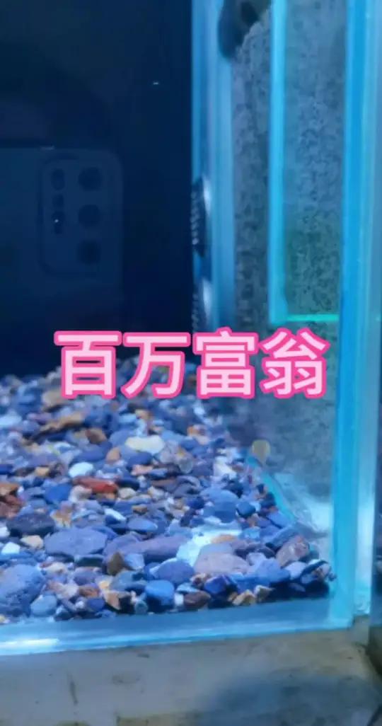 2024带苗记 蛇苗开口 红虫 线虫 雷龙鱼 观赏鱼 黄金眼镜蛇雷龙 雷龙鱼苗饲养方法