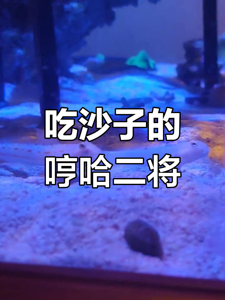 白虾虎与钻石哨兵:沙子中的奇观