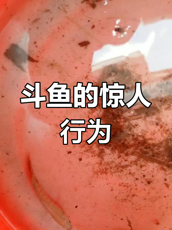 斗鱼一个月产三窝,竟吃掉自己的孩子!