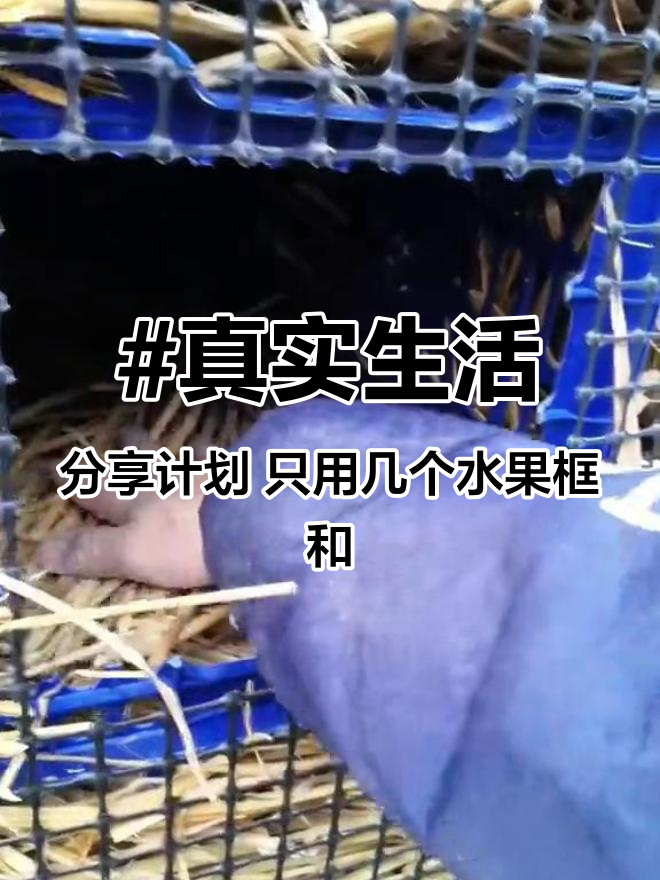 #真实生活分享计划 只用几个水果框和一些树枝稻草，搭个免费的鸡窝，步骤拿去，不谢#农村散养
