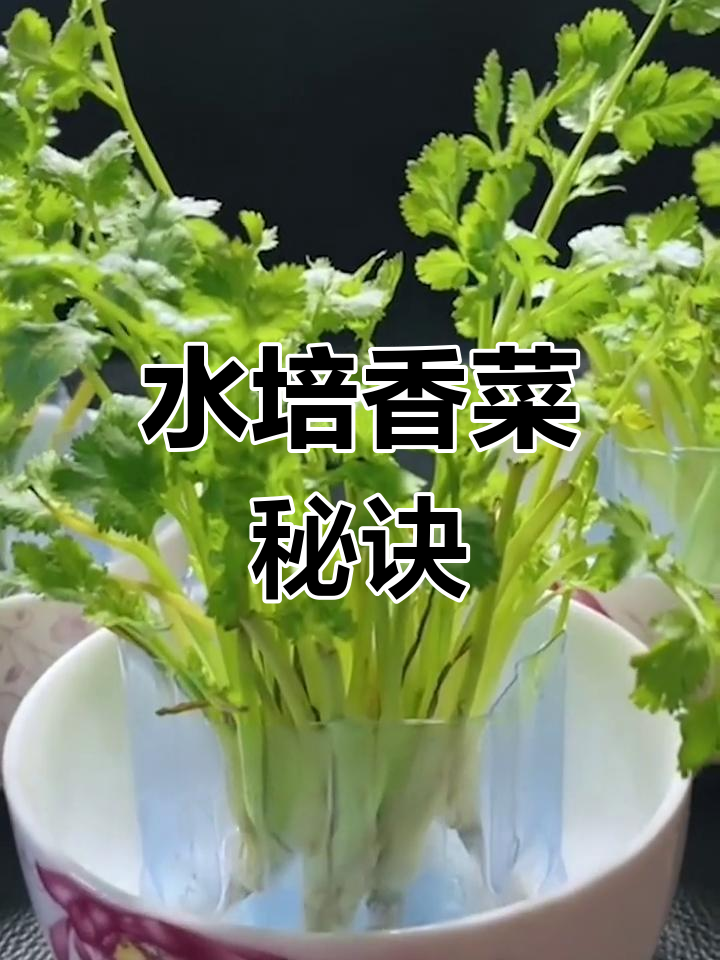 只需简单水培,香菜根变新鲜,轻松享用!