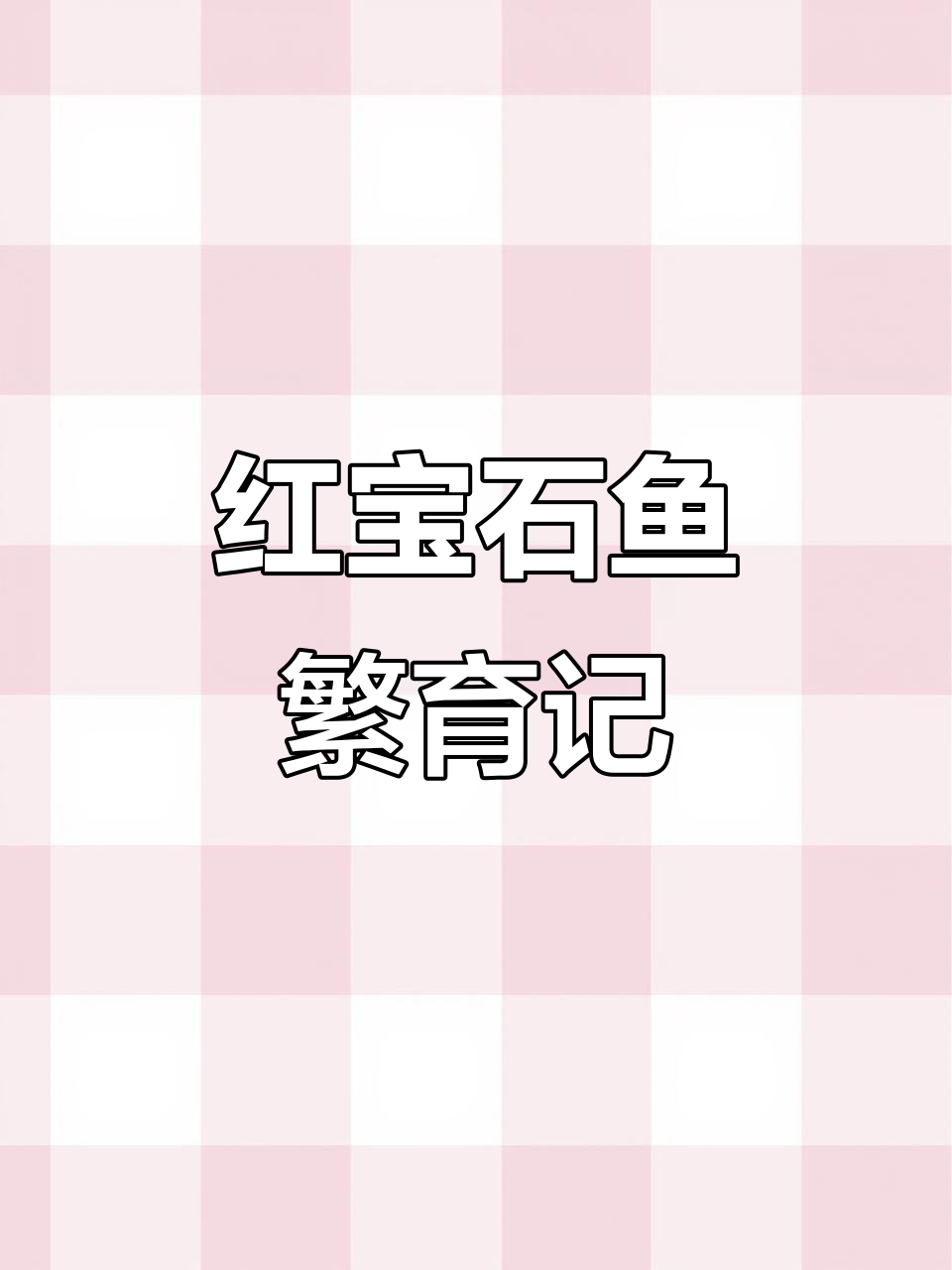血钻红宝石鱼成功繁殖,小苗已起飞