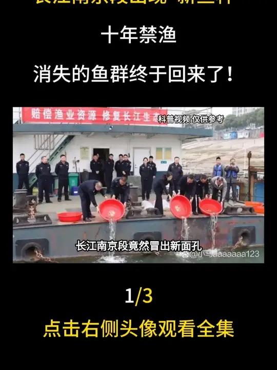 长江南京段出现“新鱼种”，十年禁渔，消失的鱼群终于回来了！