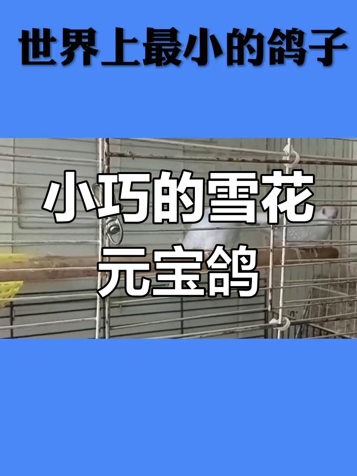 世界上最小的鸽子:澳大利亚雪鸽,娇小如珍珠