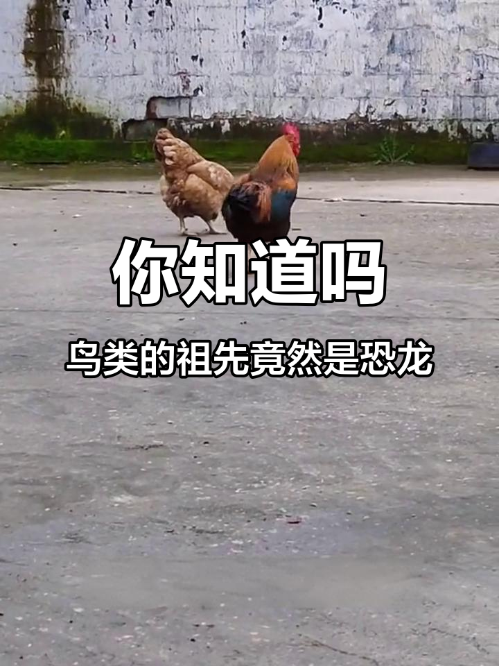 鸡、麻雀竟是恐龙后代?这些鸟类与霸王龙有亲缘关系