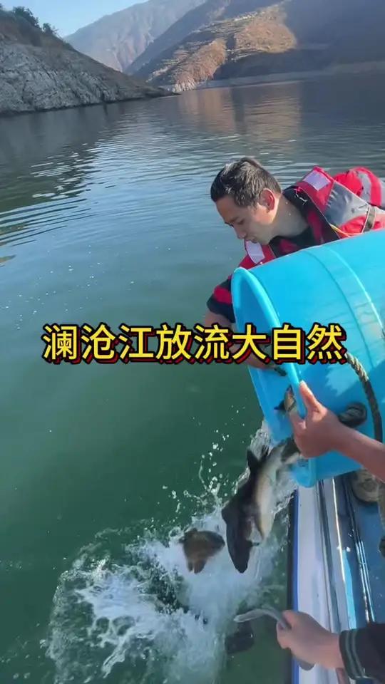 澜沧江鱼苗放流 回馈大自然,早点变成巨物,来年再跟你们斗智斗勇,再见了美丽的云南