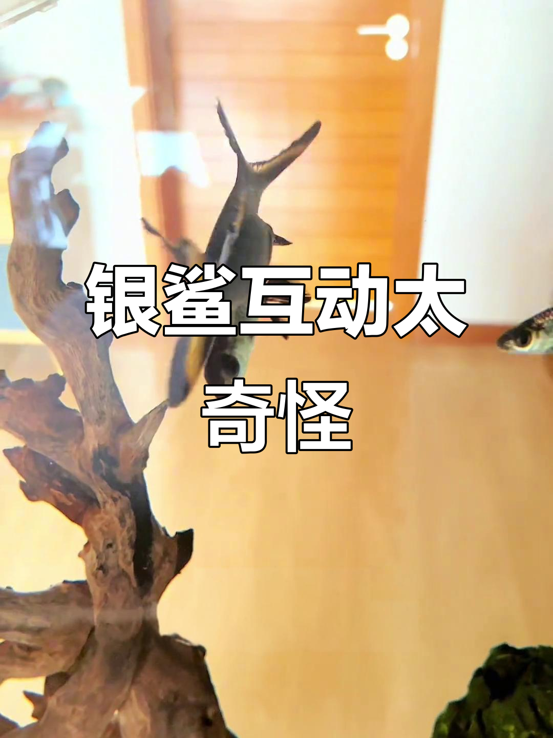 这两条银鲨到底怎么了?总是互相“洗溜”