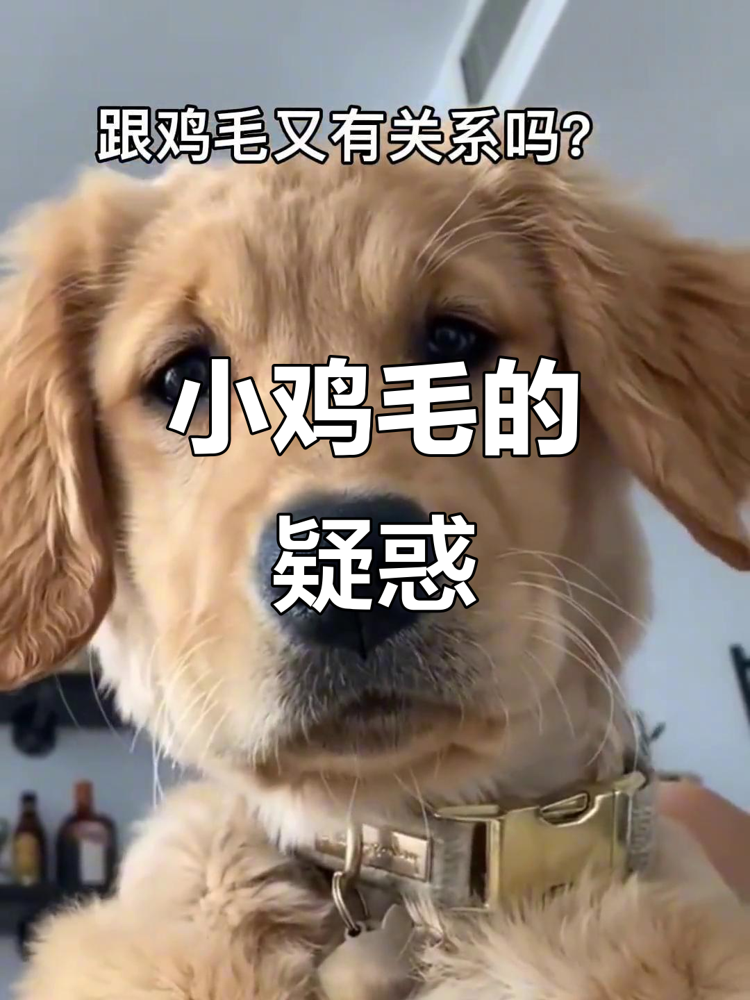 为什么你们不叫我小鸡毛?难道和鸡毛有关系吗