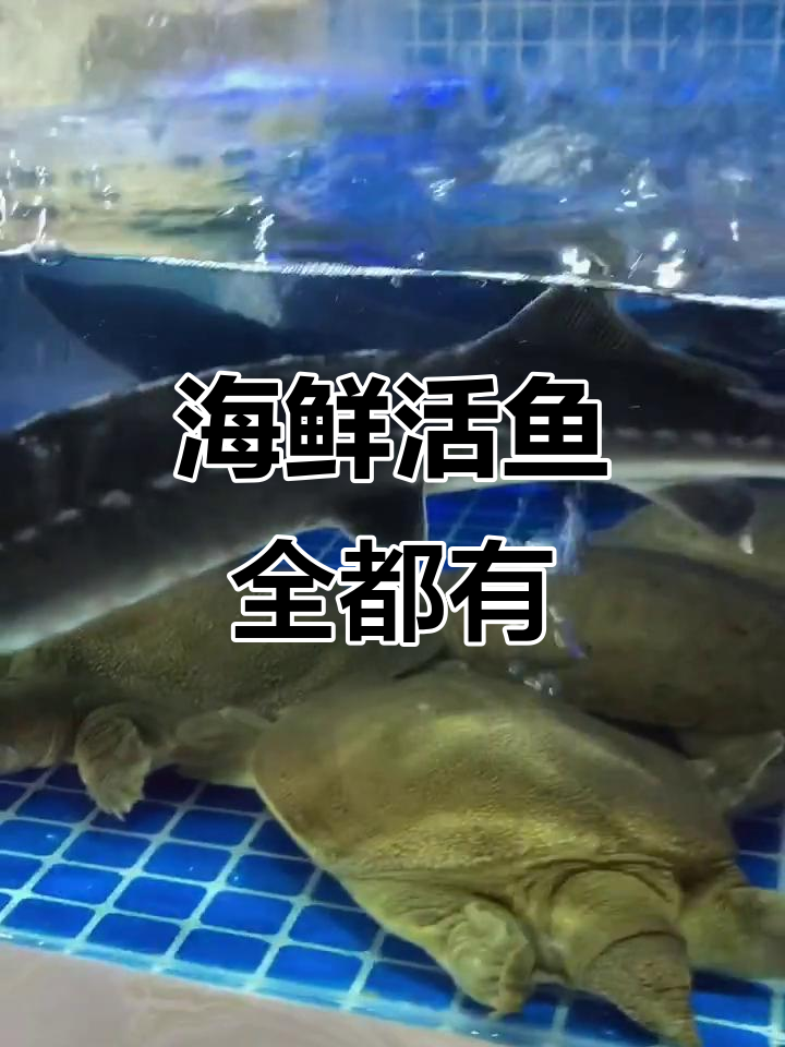 各种活鱼海鲜大集合,帝王蟹、龙虾都在等你来挑战