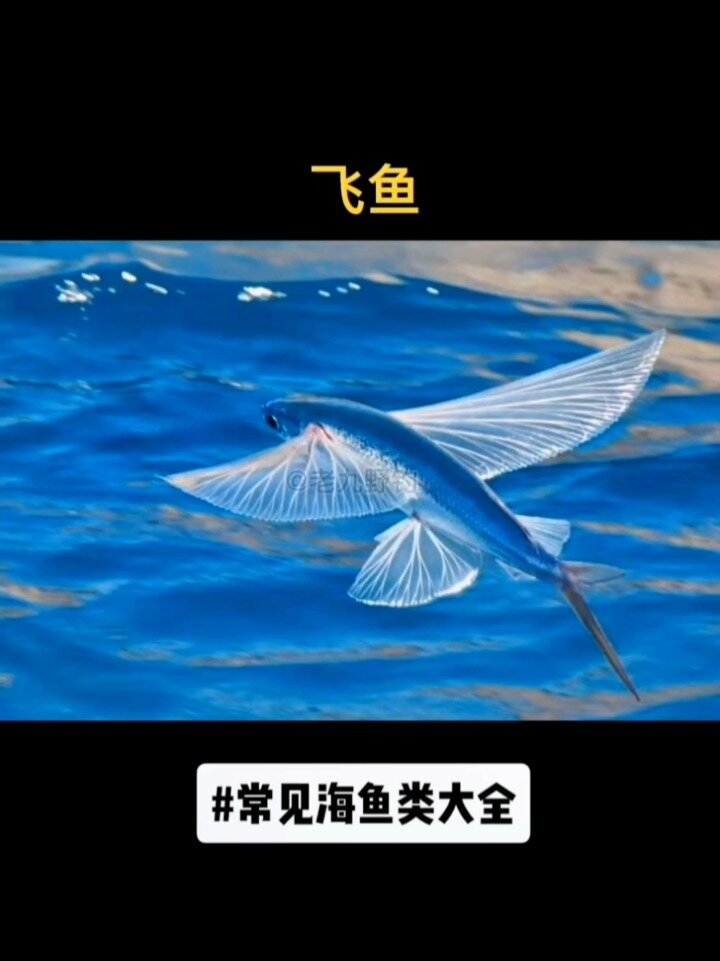 120种常见海鱼