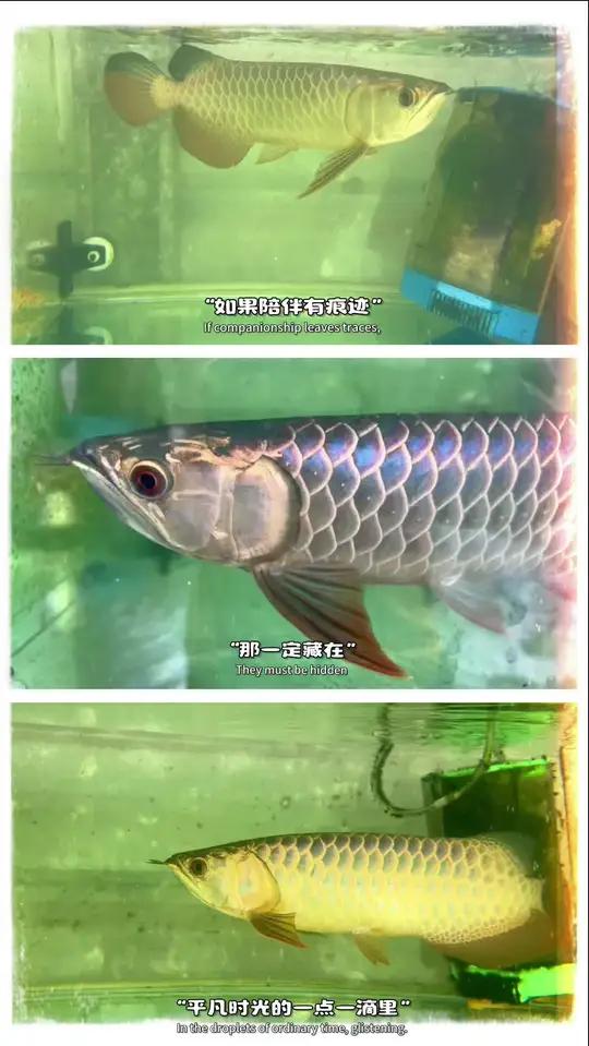高品质蓝底古典过背金龙鱼