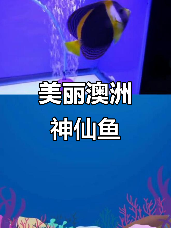 澳洲神仙鱼:高颜值海水观赏鱼,轻松饲养的秘密
