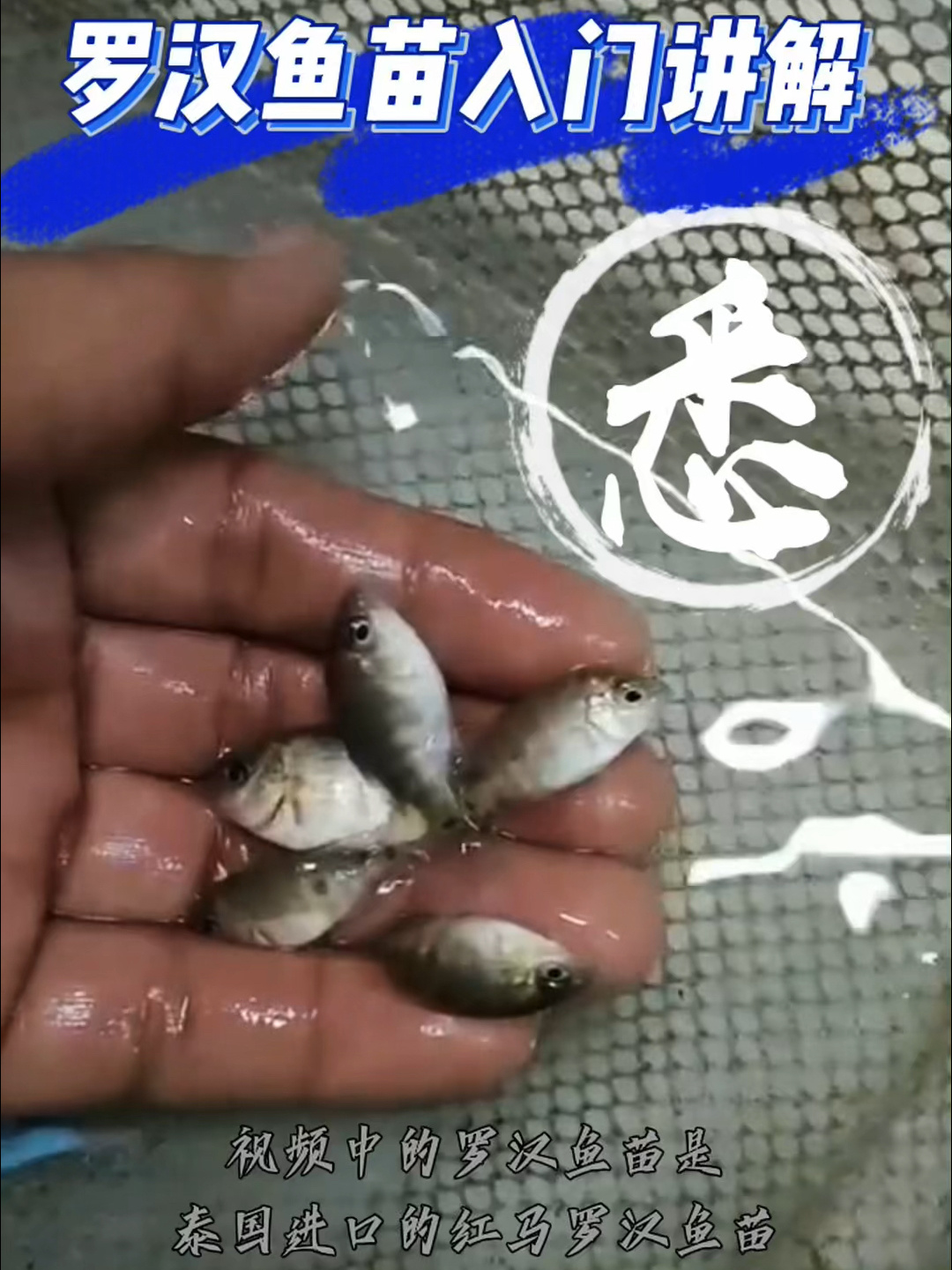罗汉鱼苗您选对了吗