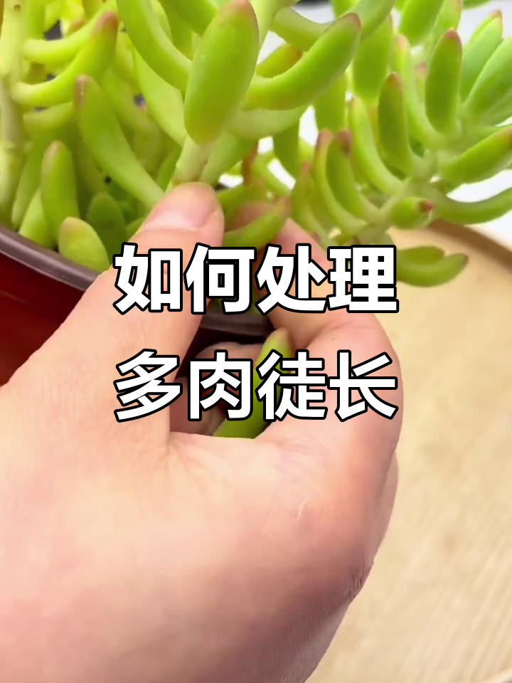 多肉徒长怎么办?两种方法教你快速恢复健康