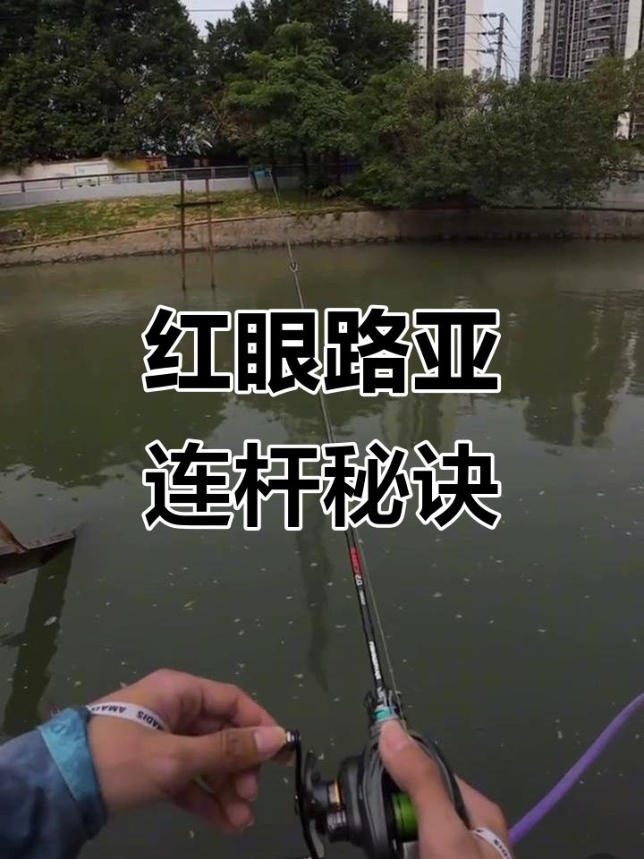 路亚红眼连杆技巧大揭秘,水流急也能轻松钓获