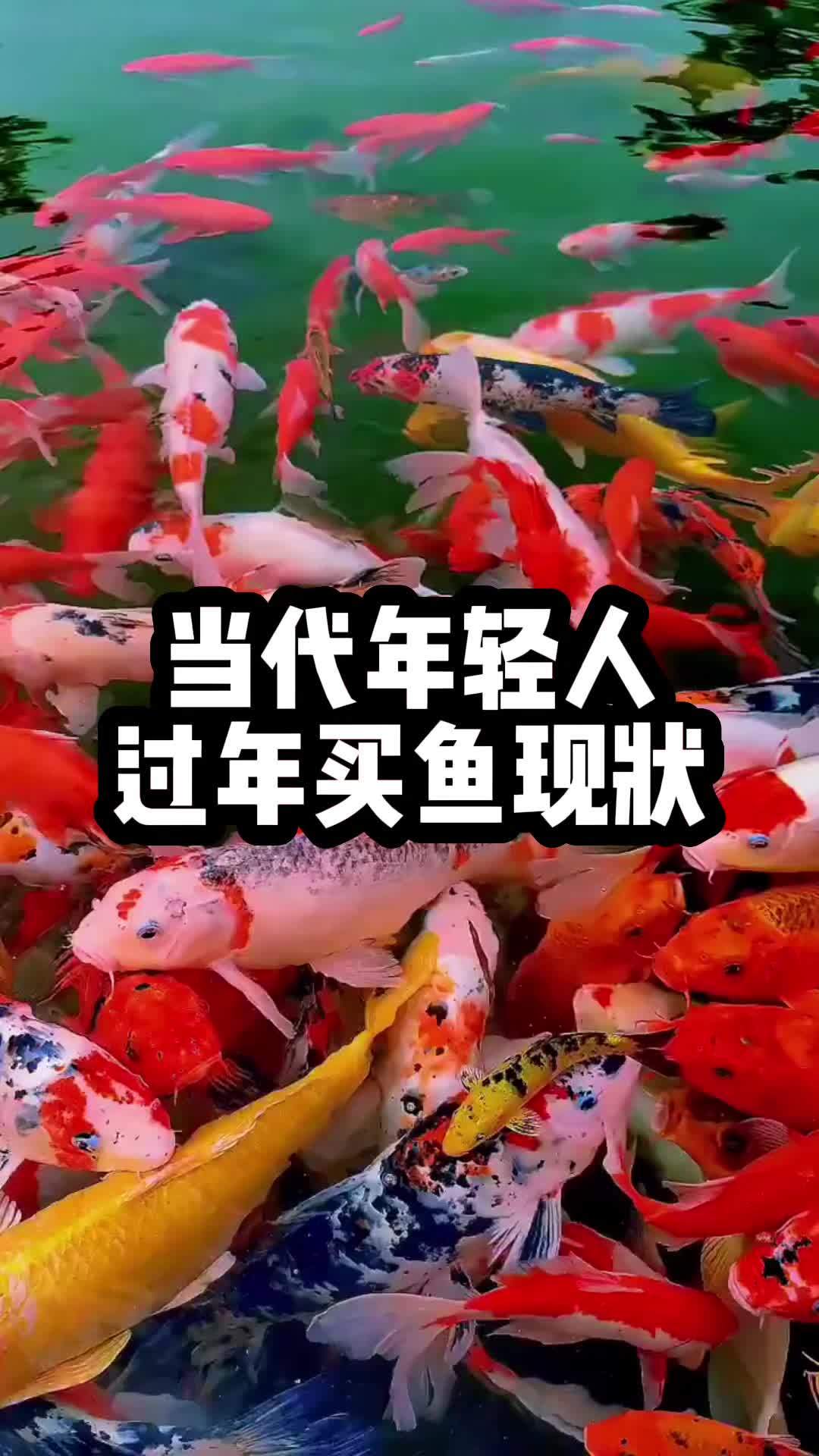 当代年轻人过年买鱼现状!主打一个真实!确实好看,也确实哈哈哈 水族 养鱼 养鱼人 鱼缸里的